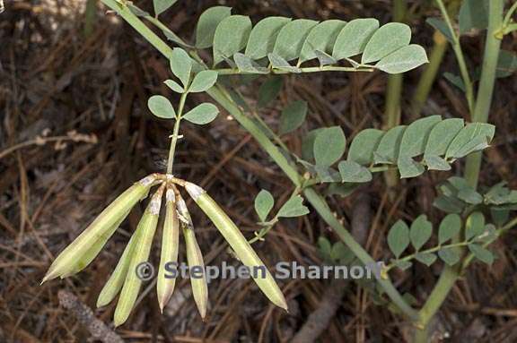 hosackia crassifolia var crassifolia 2 graphic